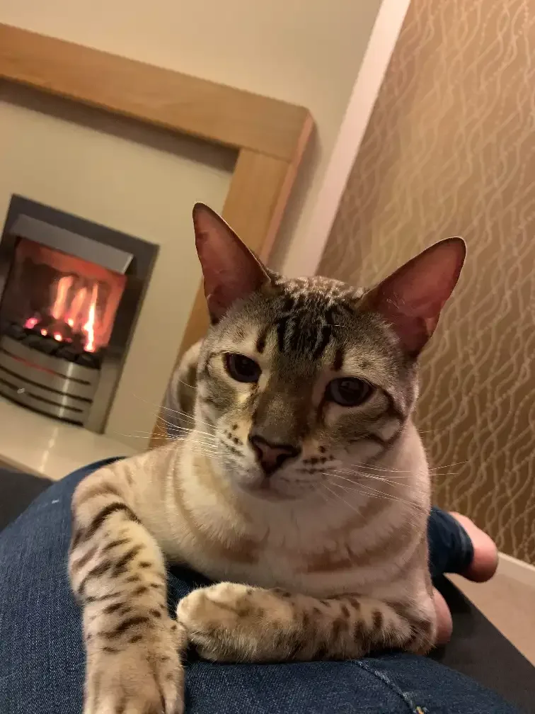 Mr Bojangles, a ginger cat